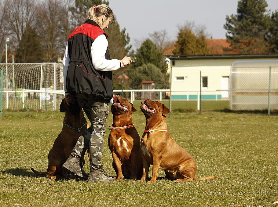 woman with two French mastiff on grass field, bordeaux, dog, mastiffs, HD wallpaper