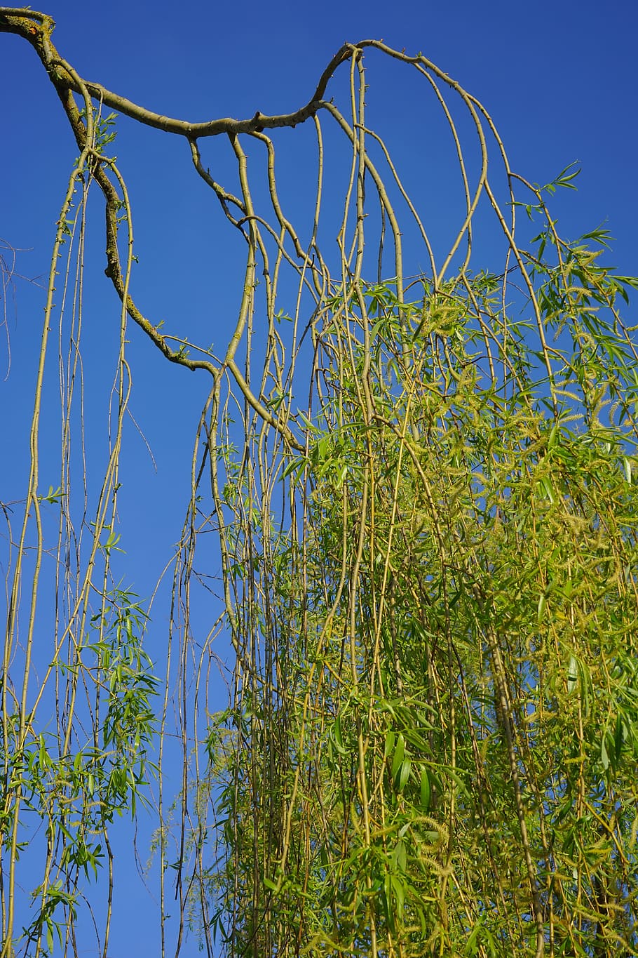 Pasture, Tree, Branch, Branches, Depend, leaves, green, plant HD wallpaper