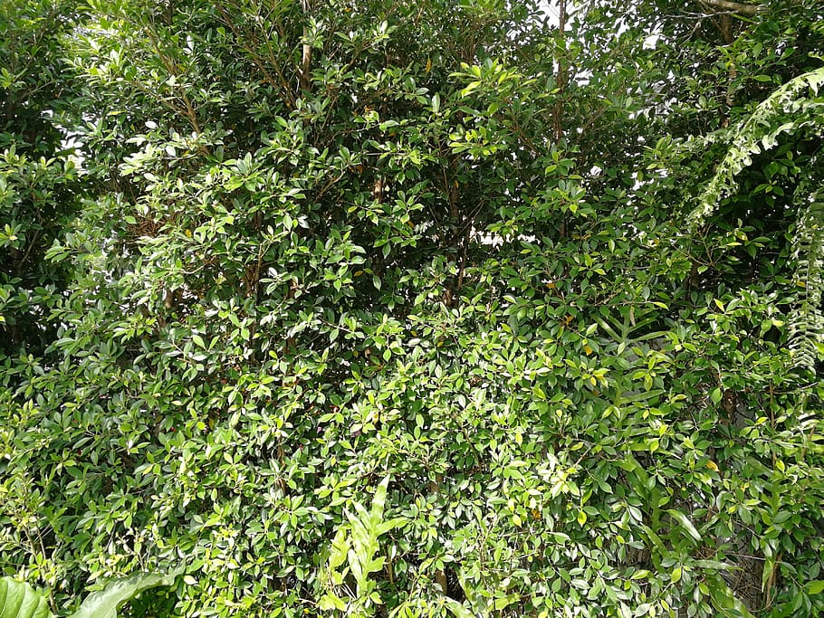 flora, leaf, nature, growth, tree, plant, green color, plant part HD wallpaper