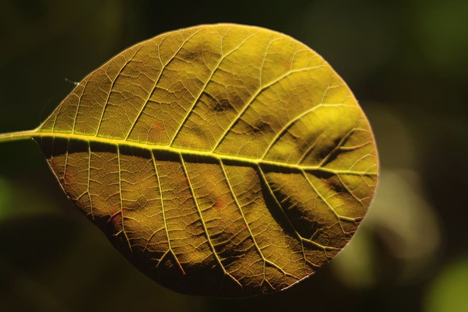leaf, backlit, backlight, closeup, nature, plant, veins, cotinus HD wallpaper
