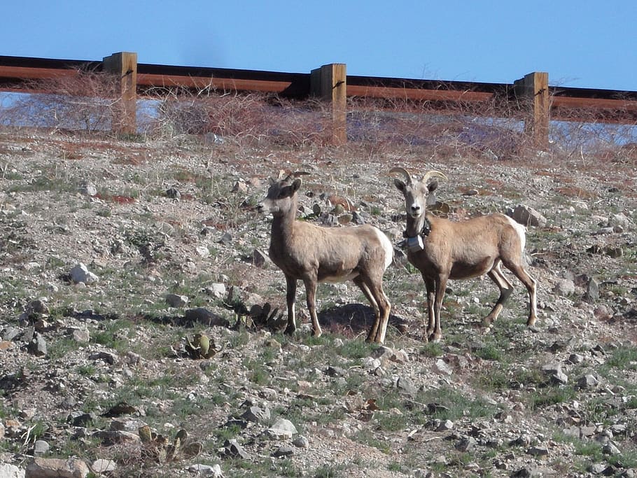 Goats, Animals, Hillside, Brown, Horns, standing, rocky, arizona HD wallpaper