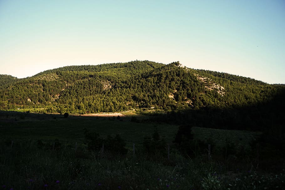 green trees on a hill, mountain, forest, valley, landscape HD wallpaper