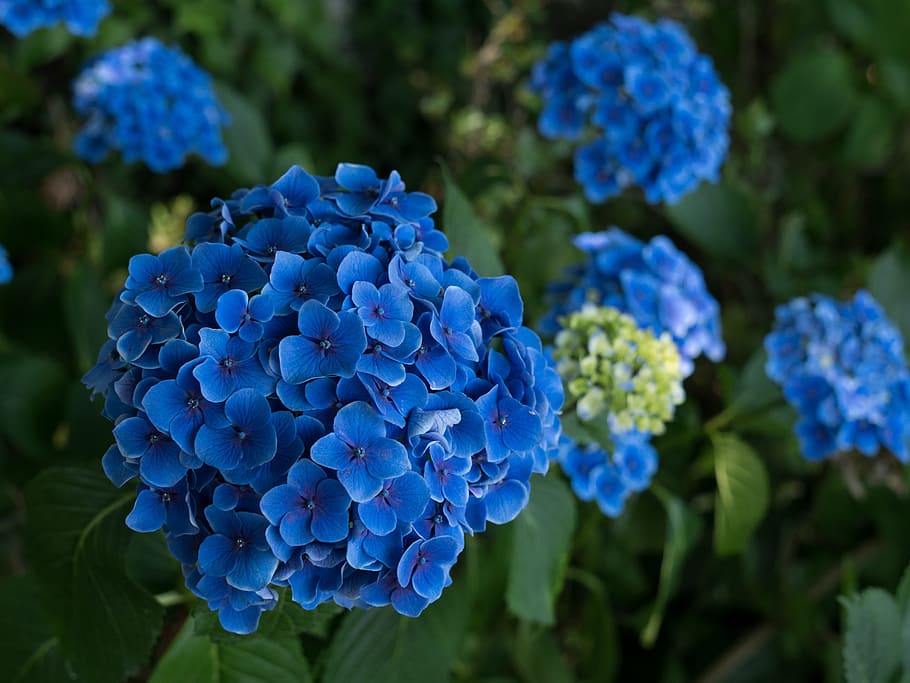 photo of blue petaled flowers, blue flowers, hydrangea, rainy season, HD wallpaper