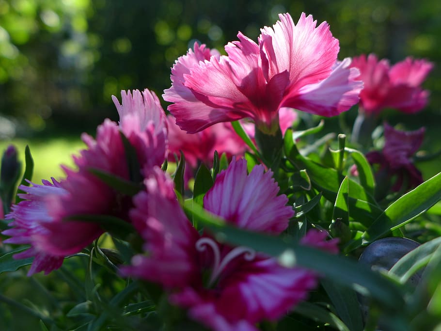federnelke, plant, flowers, back light, bloom, pink, red, green HD wallpaper