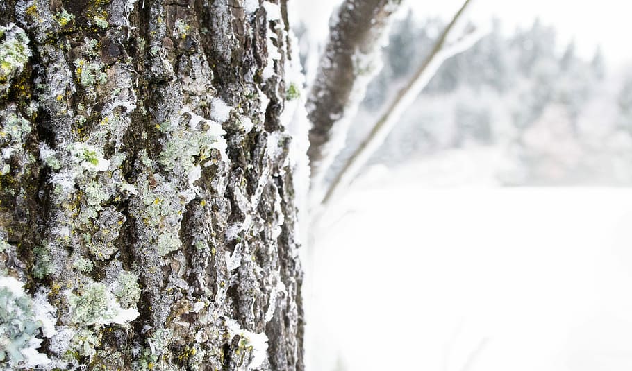 Tree, Forest, Winter, Nature, Bark, Snow, cold, frost, hoarfrost HD wallpaper