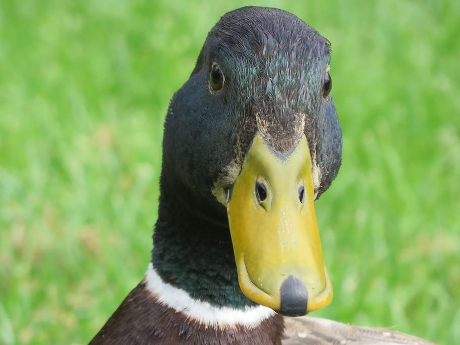 duck, animal, bird, animal themes, vertebrate, animal wildlife HD wallpaper