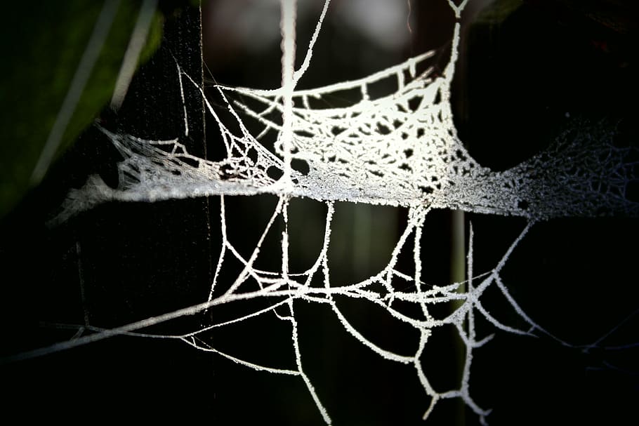 web, detail, backlight, nature, no people, close-up, spider web HD wallpaper