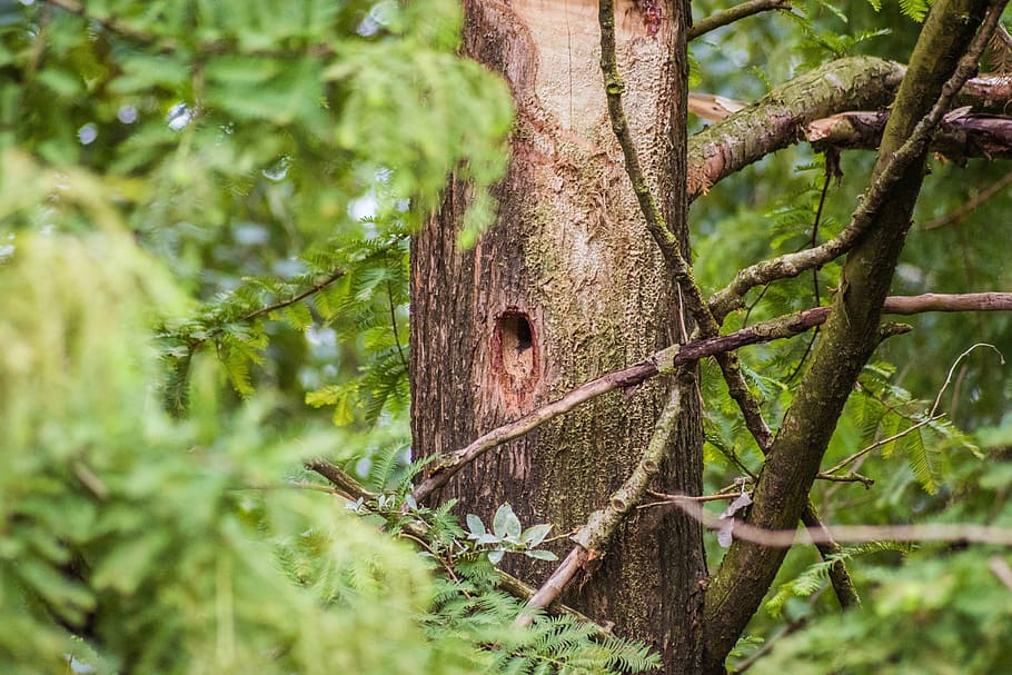 woodpecker, hole, bird's nest, woodpecker hole, woodpecker cave, HD wallpaper