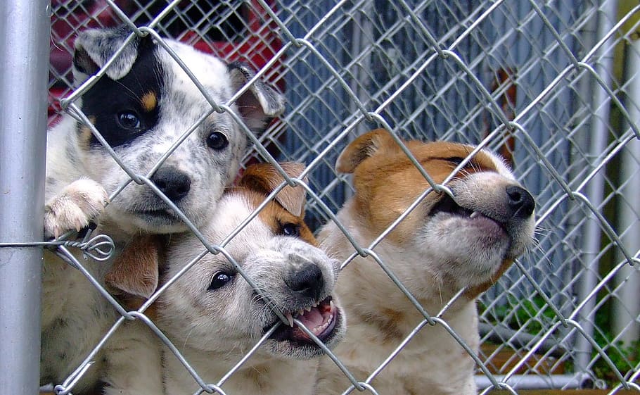 short-coated puppies biting off the fence, dog, puppy, shelter