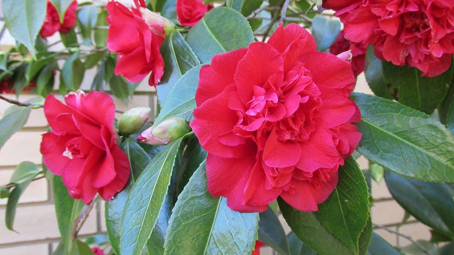 camellia, red, bloom, flowering plant, beauty in nature, fragility HD wallpaper