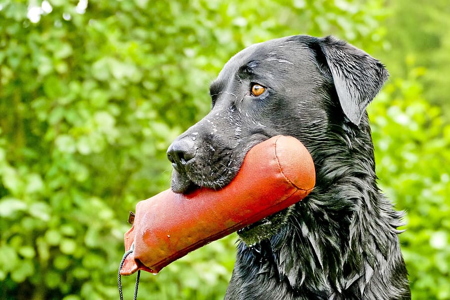 Labrador retriever biting red leather toy screenshot, dummytraining HD wallpaper