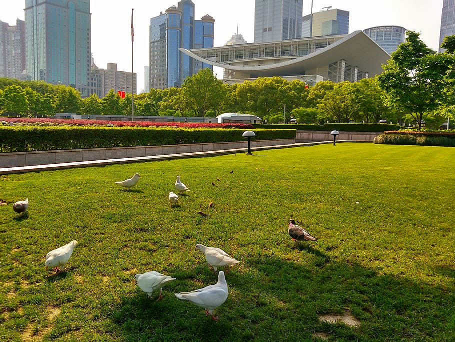 life, museum, creative, bird, cityscape, architecture, skyscraper HD wallpaper
