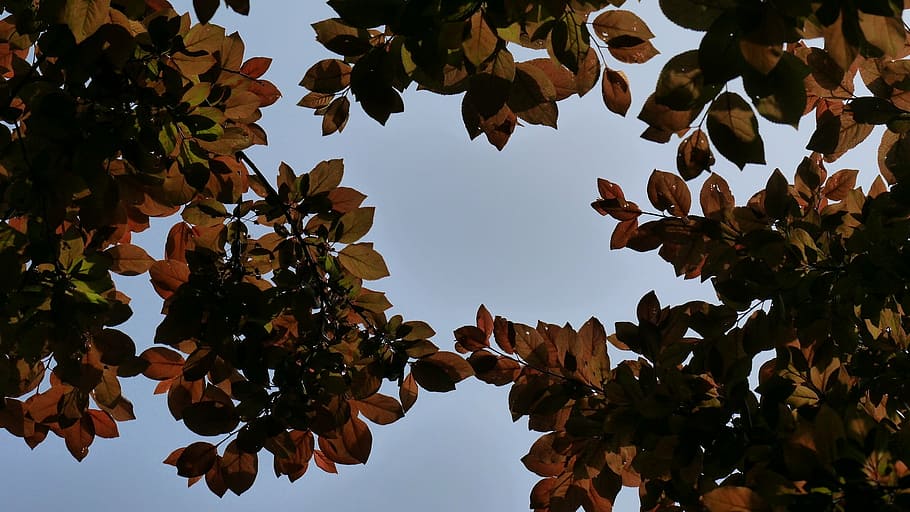 leaves, sky, leaf, tree, nature, outdoor, park, yellow, sunshine HD wallpaper