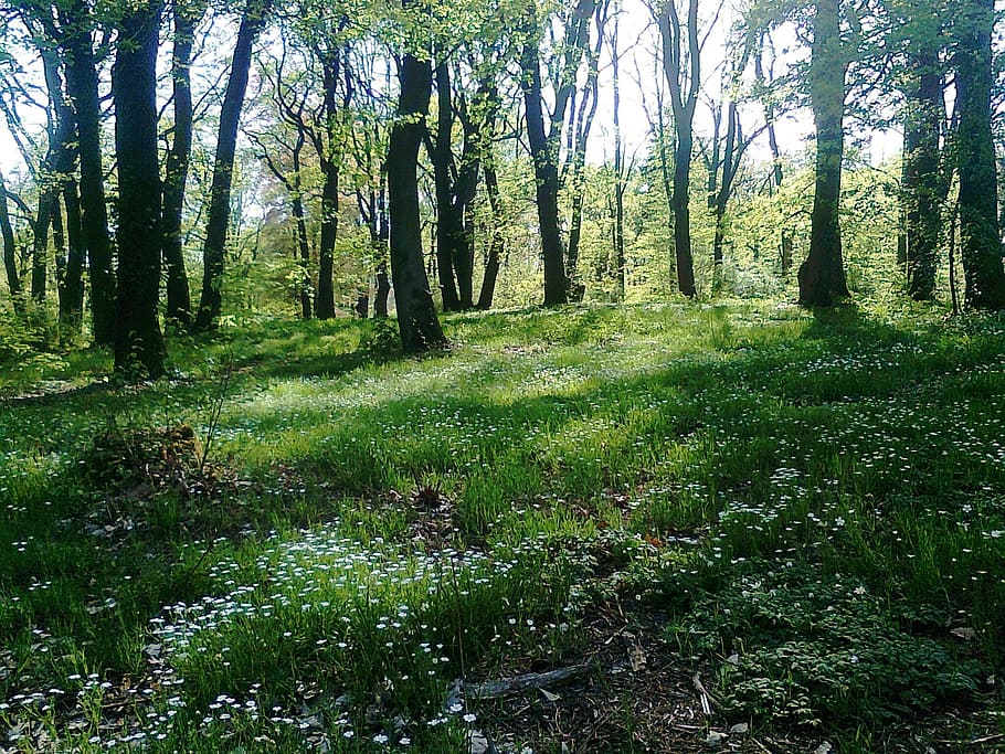 glade, forest, spring, babelsberg, potsdam, tree, plant, land HD wallpaper