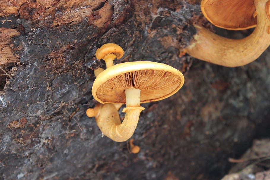 fungus, toadstool, mushroom, nature, autumn, forest, fungi HD wallpaper