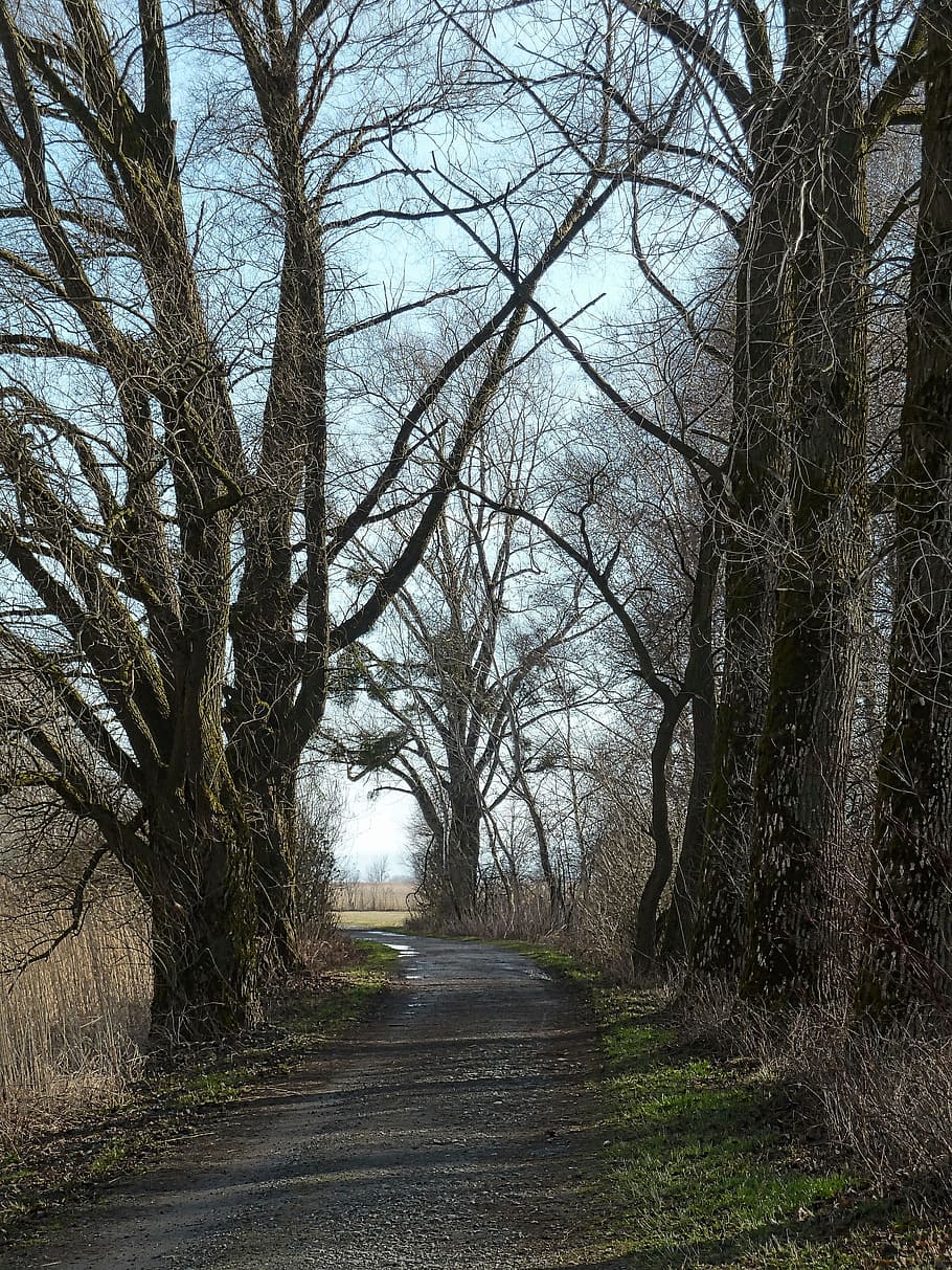 path, road, trees, perspective, pathway, direction, plant, the way forward HD wallpaper