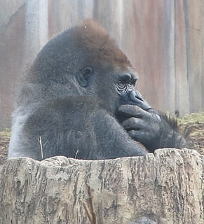 gorilla covering face near brown wall, sitting, thoughtful HD wallpaper