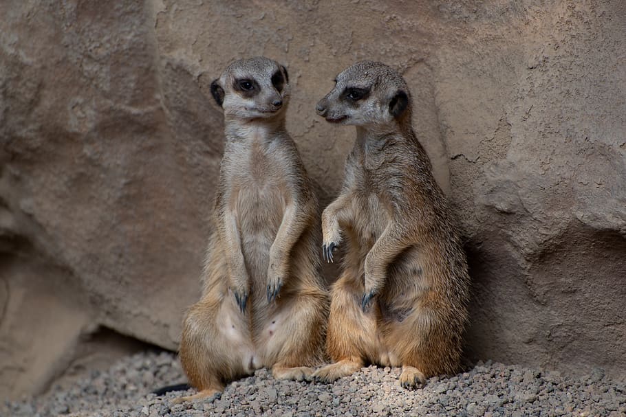 meerkat, zoo, luxembourg, animal, prairie dog, together, two, HD wallpaper