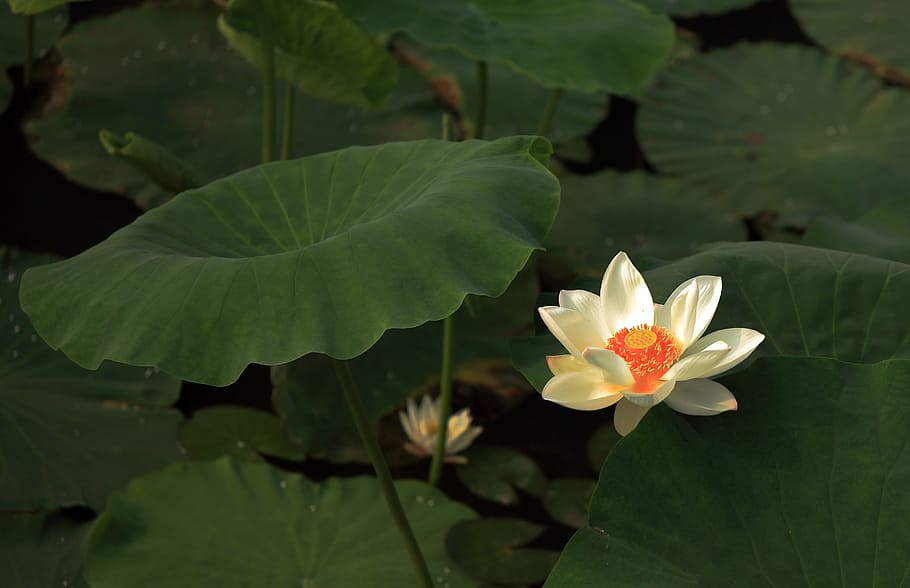 close-up photo white and orange lotus flower, Lotus, Flower HD wallpaper