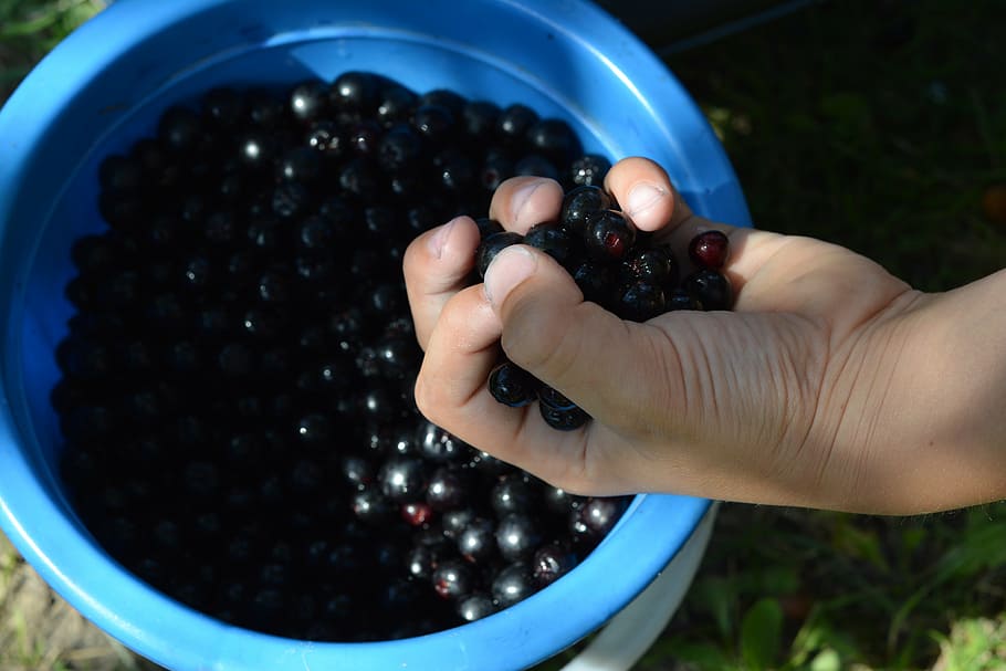 aronia, small fruit, hand, gain, juice, fresh, mature, natural HD wallpaper