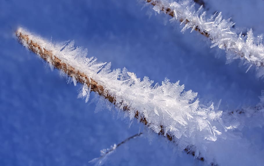 close-up photo of tree branch with snow, eiskristalle, frost, HD wallpaper