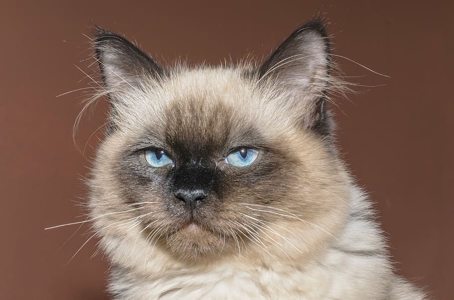 short-haired brown cat, kitten, pets, tom-cat, animal, rag doll HD wallpaper