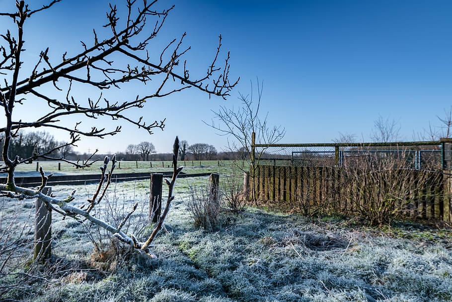 nature, tree, fence, sky, wood, winter, boundary, barrier, plant HD wallpaper