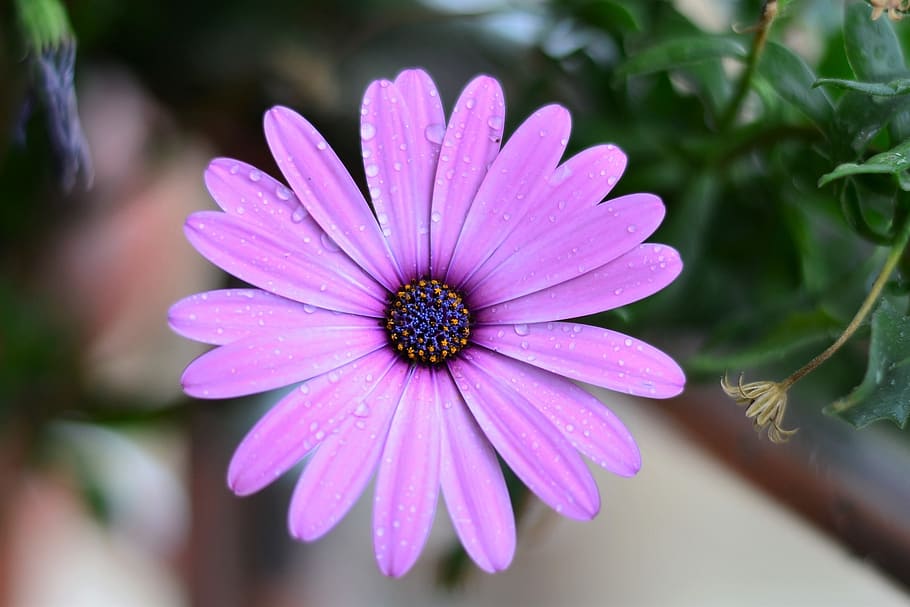 purple flower shallow focus photography, Green, Plant, Nature, HD wallpaper