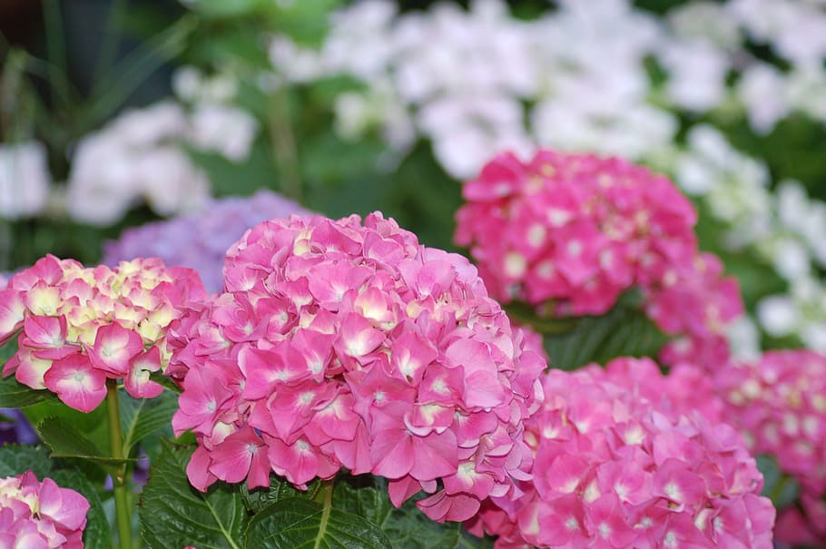 hydrangea, flower, plant, pink, bloom, garden, spring, flowering plant HD wallpaper
