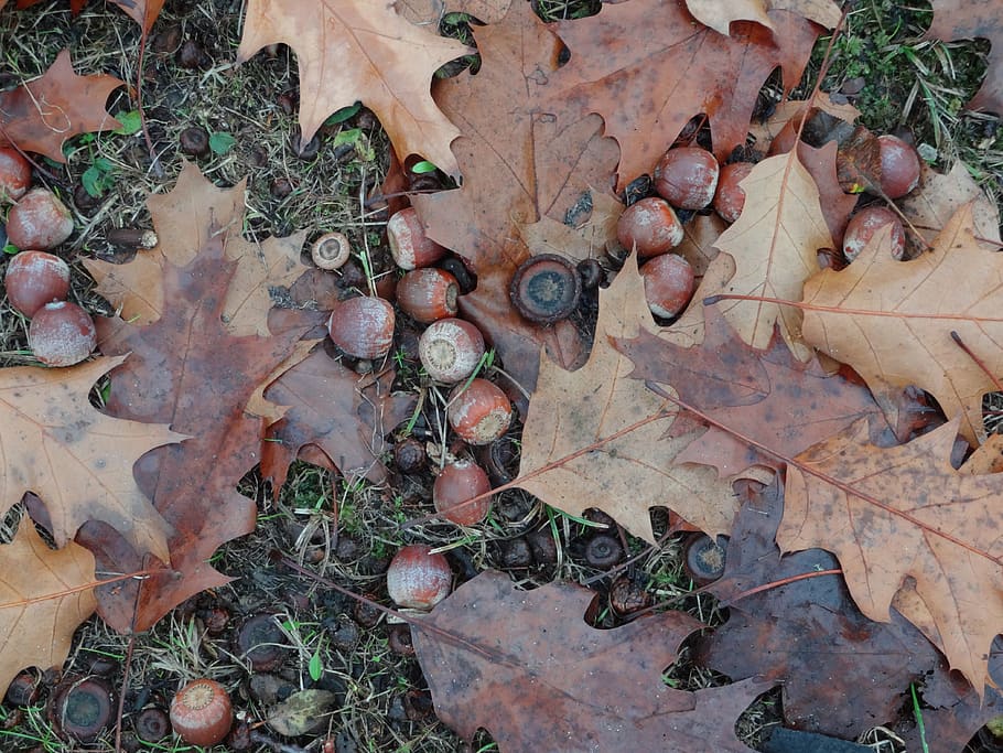 acorns, autumn, oak, leaf, plant part, no people, day, nature HD wallpaper