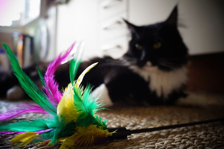 Cat, Toys, Spring, Play, Pet, Colorful, funny, pets, domestic animals HD wallpaper
