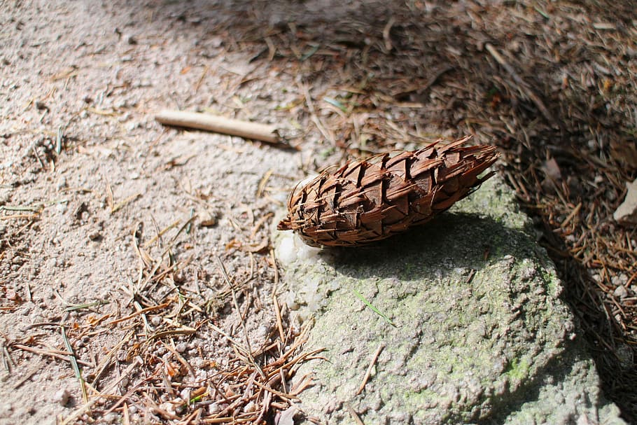 pine cones, forest, forest path, hiking, wanderlust, green HD wallpaper