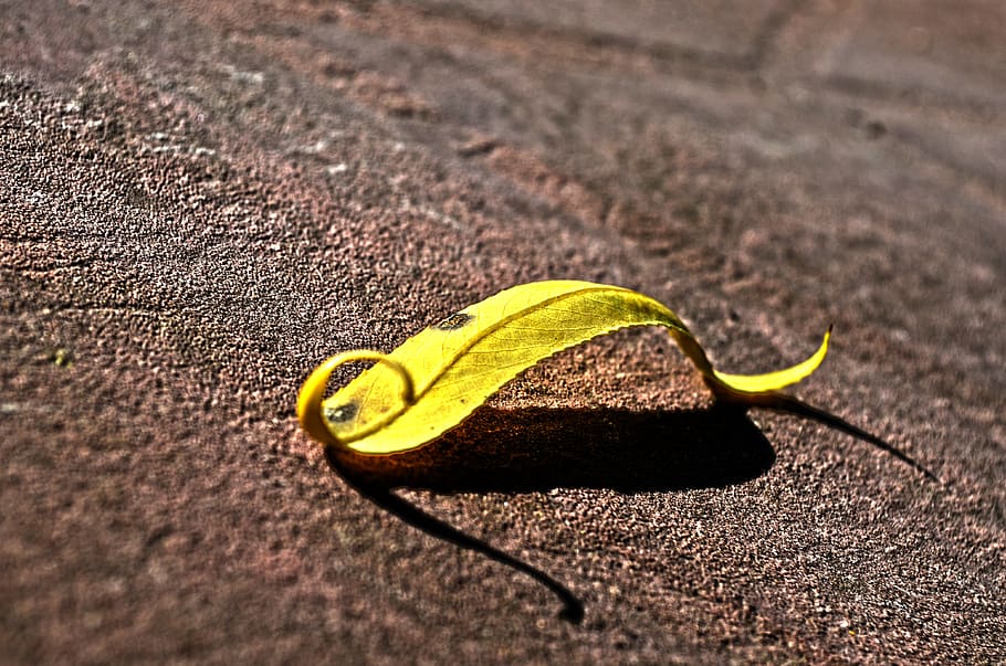 nature, sheet, yellow, twisted, day, close-up, leaf, selective focus HD wallpaper