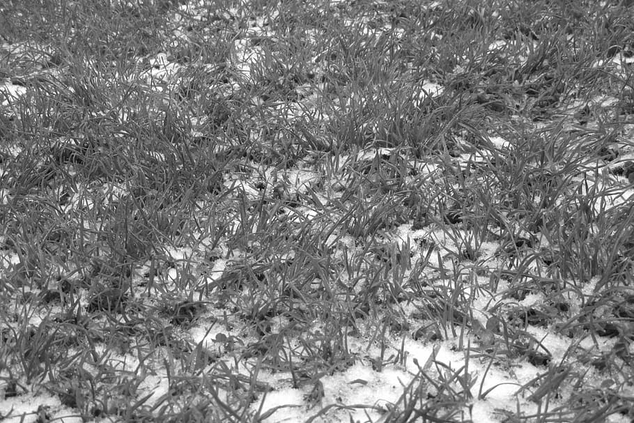 grass, winter, covered with snow, plant, full frame, growth HD wallpaper