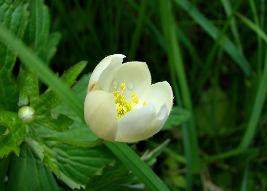 Flower, Spring, Nature, White, Bloom, living nature, macro HD wallpaper