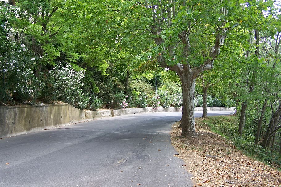 road, avenue, trees, street, nature, asphalt, outdoors, forest HD wallpaper