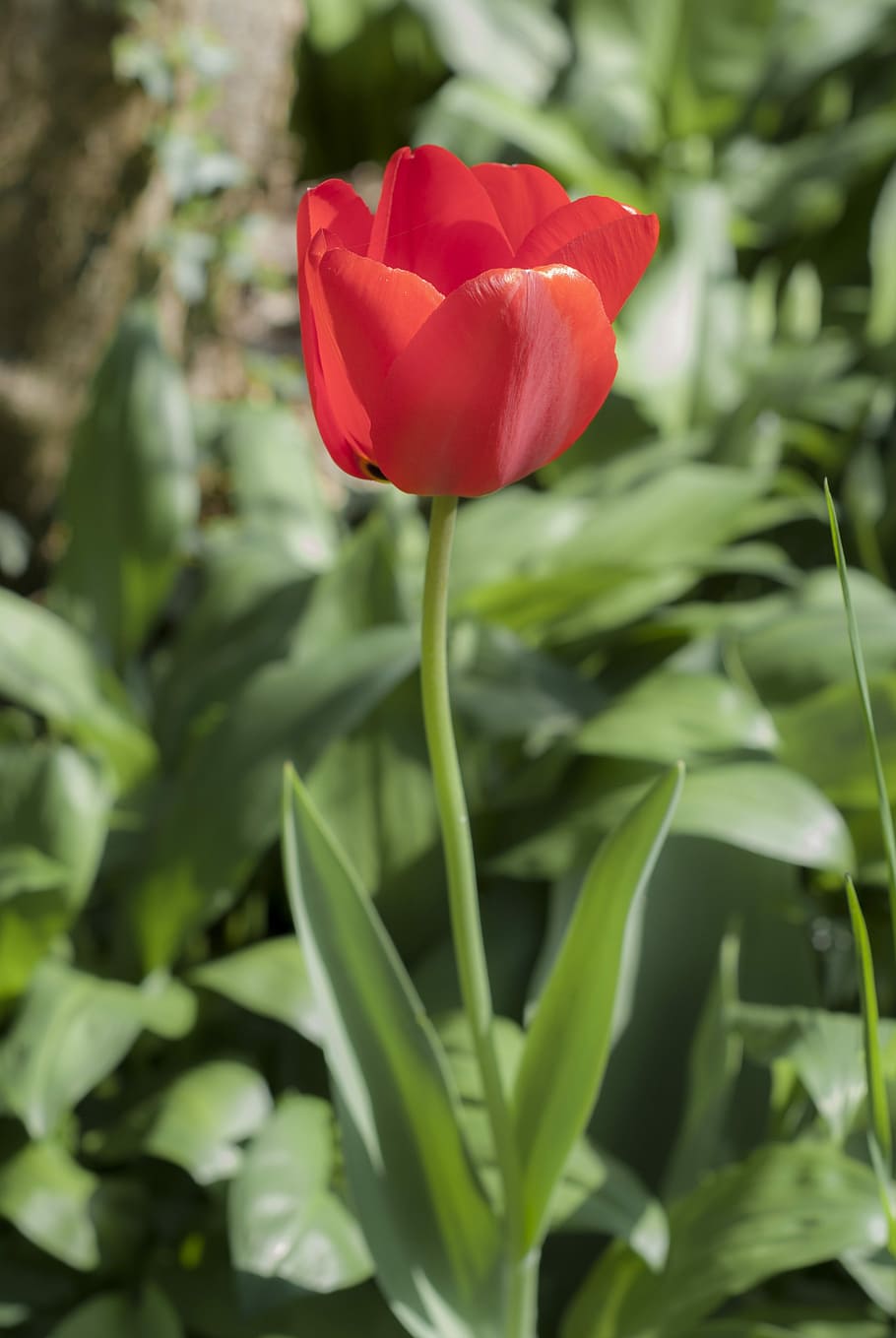 Tulip, Meadow, Plant, Flowers, Grass, nature, garden, bed, close HD wallpaper