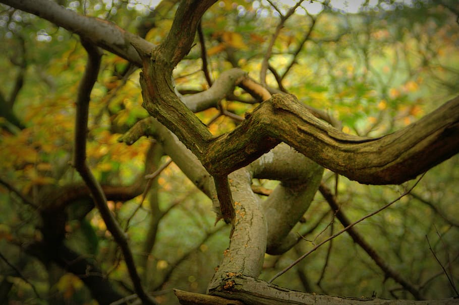 tree, branch, leaves, tree branch, tree branches, leaf, nature HD wallpaper