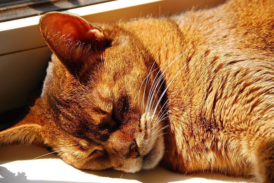 cat, abyssinian, breed cat, close, face, sleep, sun, domestic HD wallpaper