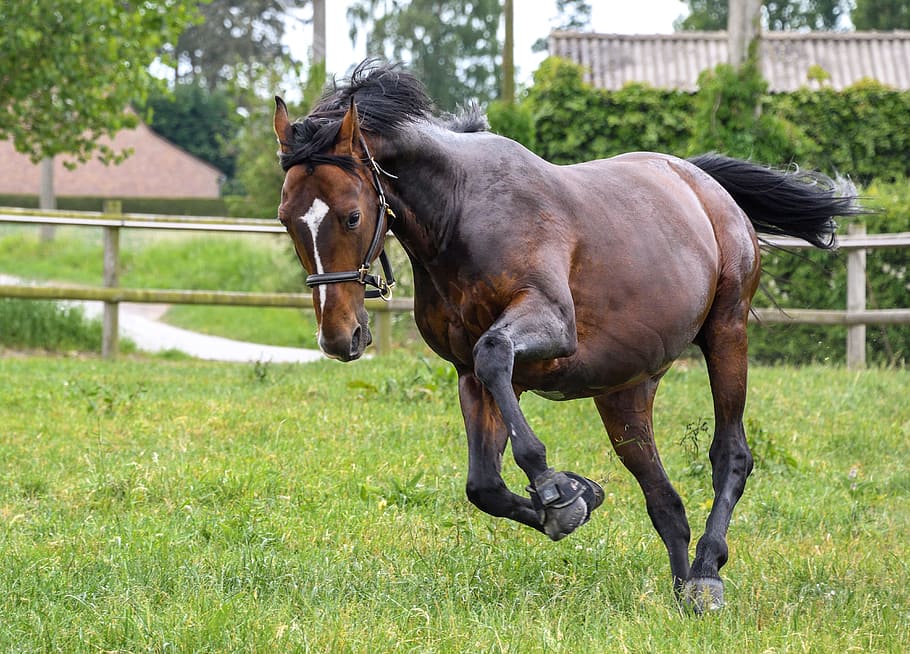 adult brown horse running on grass field, play, domestic animals HD wallpaper
