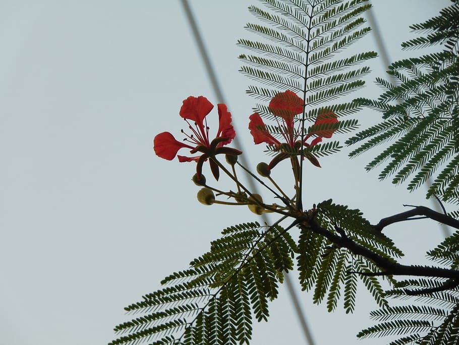 flower, phoenix, nice, plant, growth, beauty in nature, flowering plant HD wallpaper