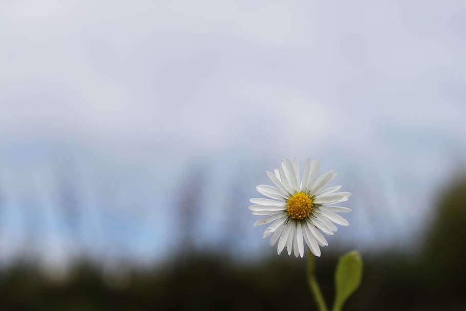 daisy, nature, flower, flowering plant, freshness, fragility HD wallpaper