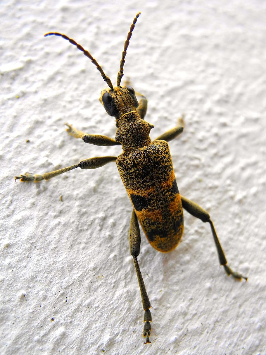 beetle, insect, nature, beetles, longhorn beetles, brouček, HD wallpaper