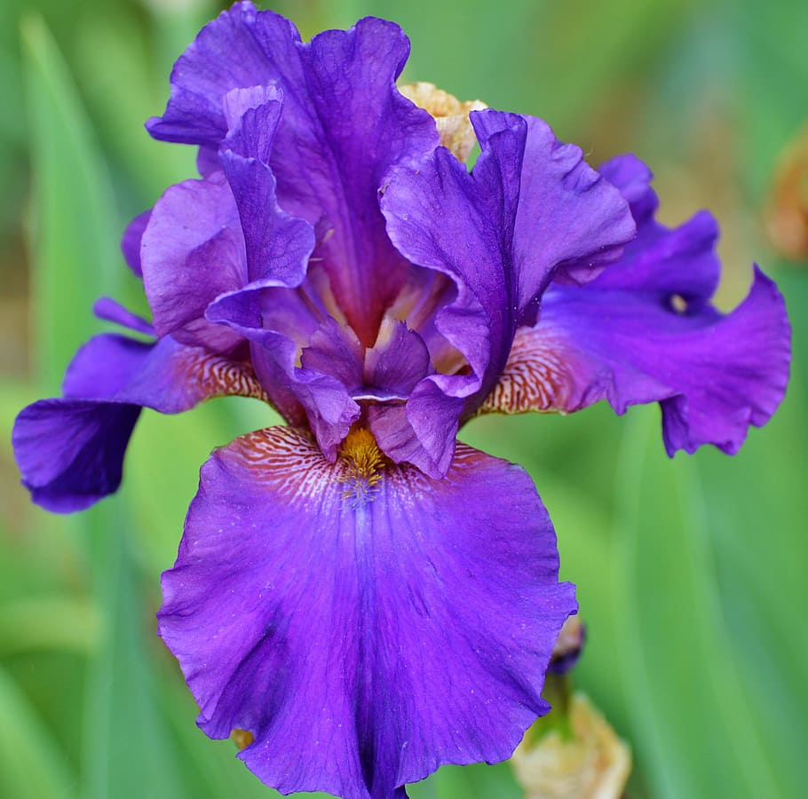 Purple iris flower Stock Photo by ©vencav 32166977