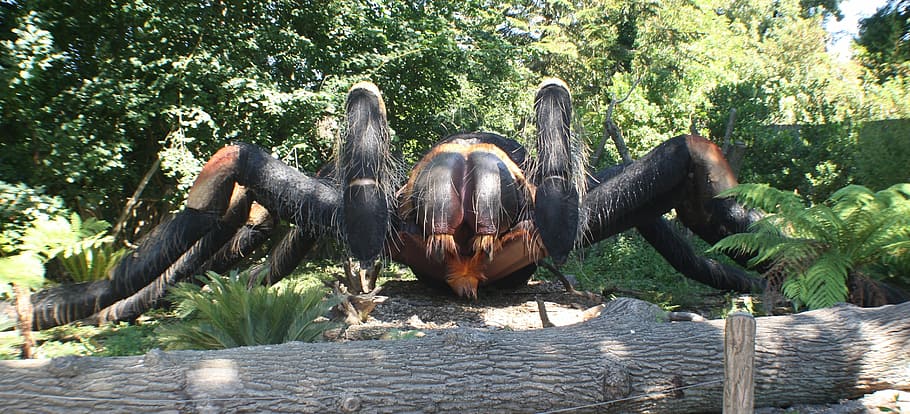 spider, geante, tarantula, plant, tree, animal, nature, animal themes HD wallpaper