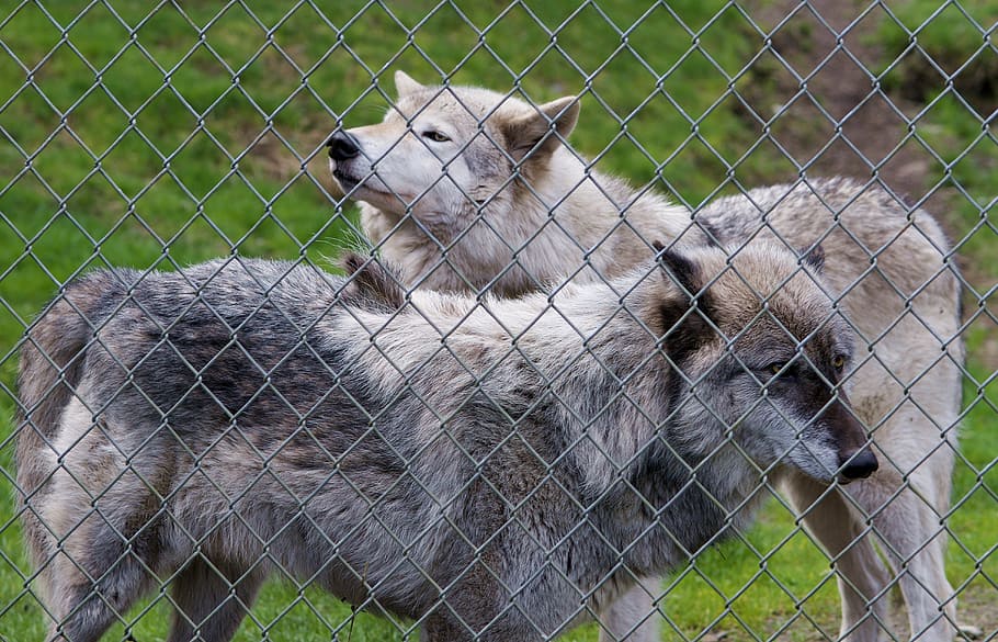 Wolves, Gray Wolf, Wild, Canine, mammal, fur, beast, sanctuary HD wallpaper