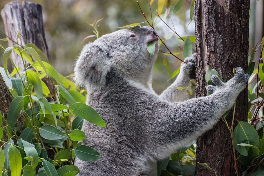 Koala, Tree, Australia, one animal, animal wildlife, animals in the wild HD wallpaper