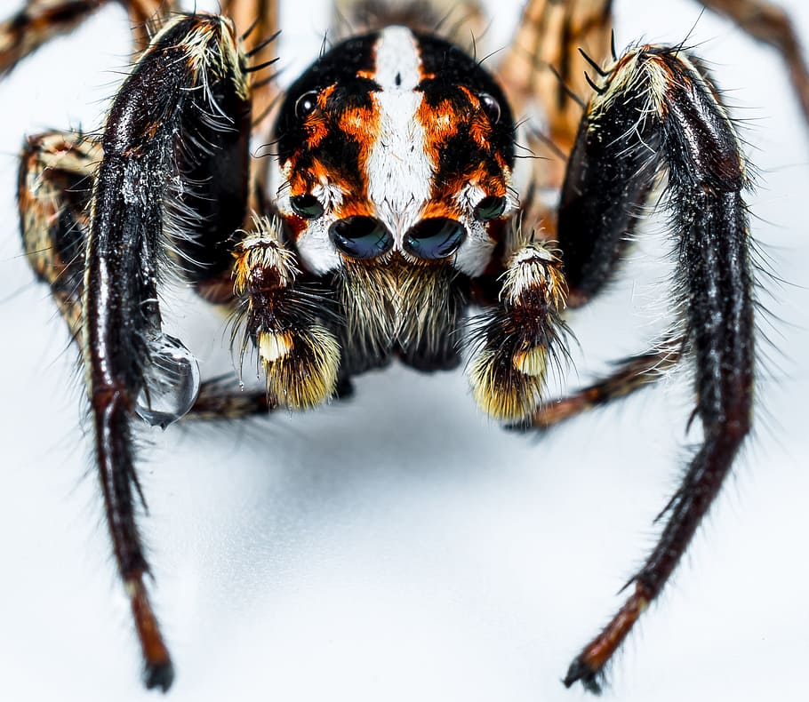 jumping spider, small spider, insect, close, invertebrate, animal HD wallpaper