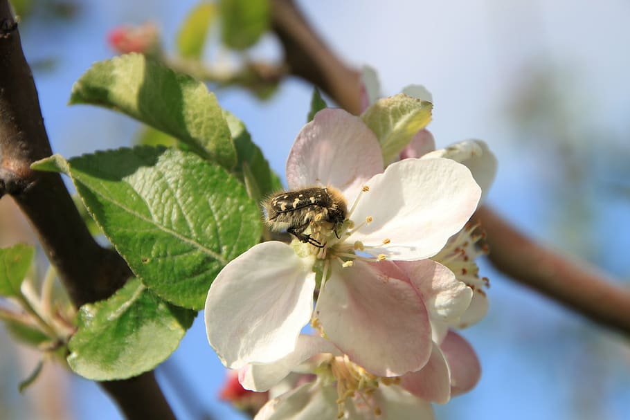apple, beetles, flowers, pollinating, pollination, insects HD wallpaper