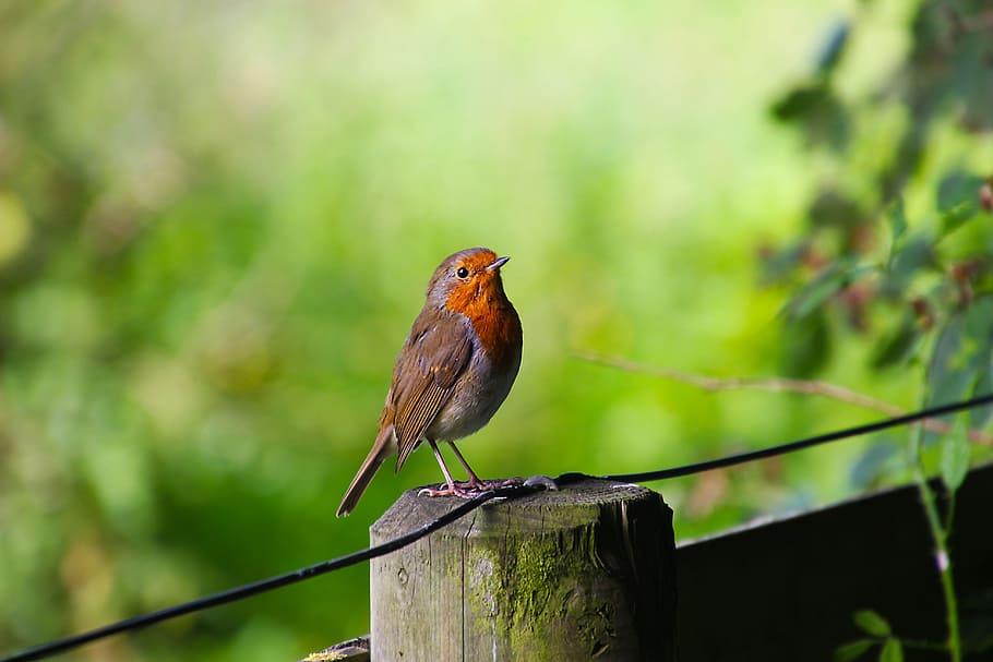 brown, grey, and orange bird on brown wooden pole, robin, wildlife, HD wallpaper